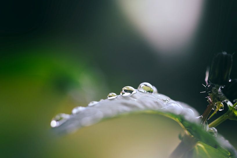 Rang de perles von Martine Affre Eisenlohr
