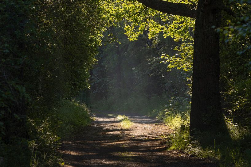 Un chemin brumeux dans les dunes de Voorne par Bas Ronteltap
