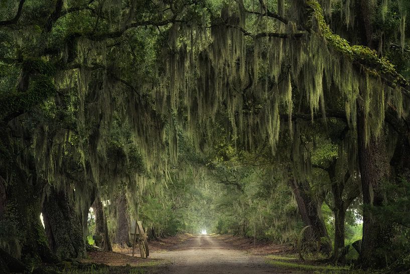 The old farm road by Martin Podt
