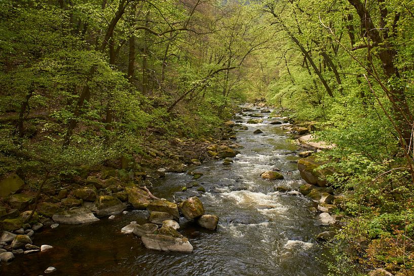 Vert printanier sur la rivière Bode dans le Harz Bodetal par Cor de Hamer