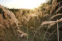 Zwaaiend riet bij zonsondergang