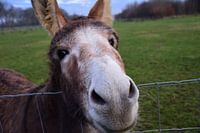 Aah, maak je een foto van mij?