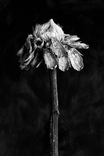 Nature Morte - Sunflower (black and white) by Remke Spijkers