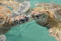 Küssende Schildkröten