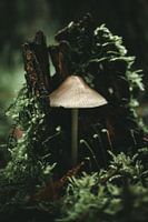 Paddenstoel in het schors