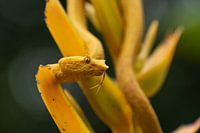 Yellow eyelash palm pitviper in Costa Rica