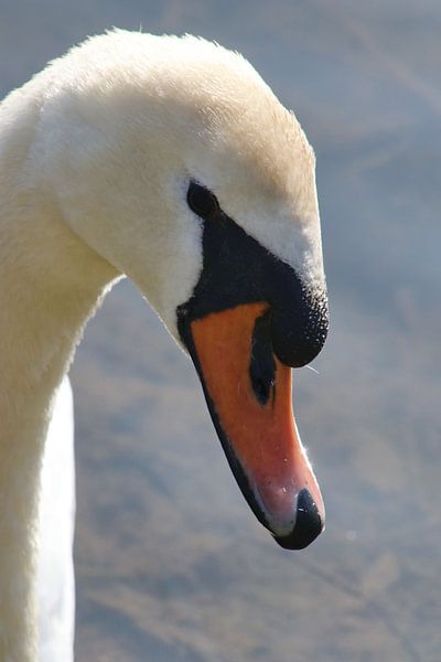 Höckerschwan von John Kerkhofs