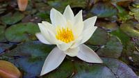 Waterlelie