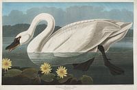 Tundra Swan - Teylers Edition -  Birds of America, John James Audubon