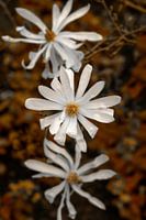 Trio von blühenden Magnolienblüten