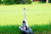 Reiger staat zicht te Drogen in de Zon