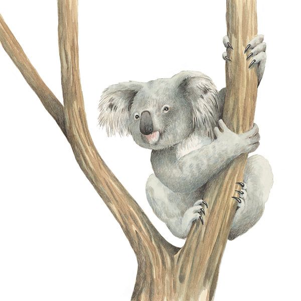 Koala by Marieke Nelissen