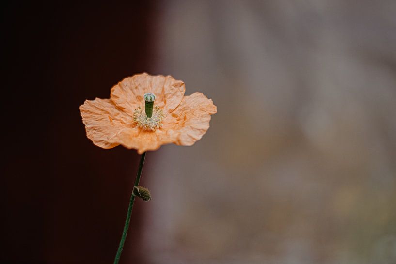 Nahaufnahme von Mêgan Nauta