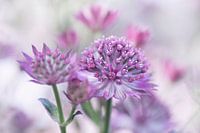 Astrantia major 1 (Nahaufnahme der schönen Astrantia Major)