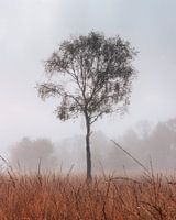 Einsamer Baum im Buurserzand