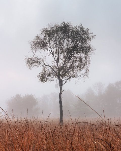 Einsamer Baum im Buurserzand von Jeroen Brasz