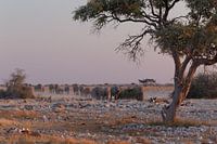 Olifanten Etosha National Park - Okaukuejo Water Hole