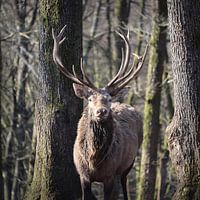 Red Deer Stag Portrait Winter Forest