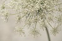 Fleurs. ombellifères. 6