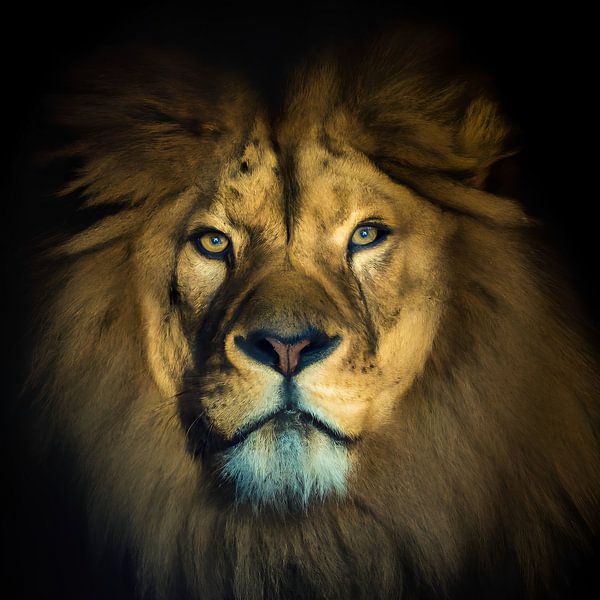 Lion by Jacco Hinke