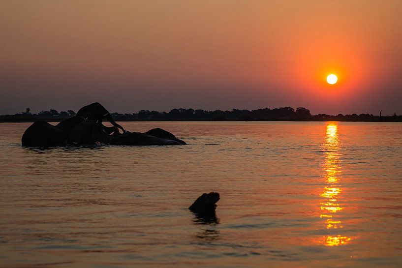 Olifanten bij zonsondergang in rivier (Chobe NP) par Henri Kok