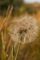 Blooming dandelion - the poetic moment between flowering and movement | Netherlands | nature photography