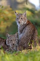 Lynx / Eurasian Lynx ( Lynx lynx ) in winter fur, most beautiful native wild cat, Europe.