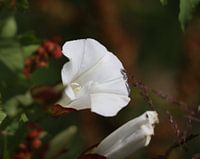 Beautiful flower in summer sun