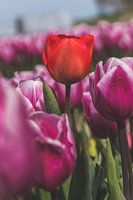 Einsame rote Tulpe