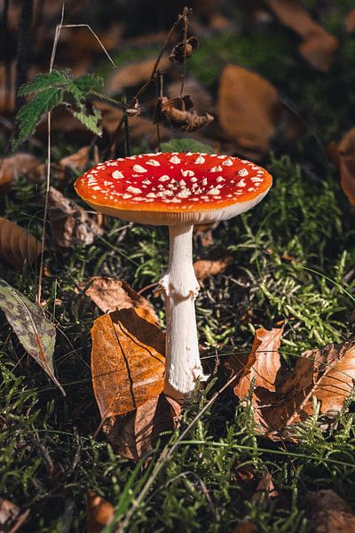 Merveille dans la forêt par Arthur Scheltes