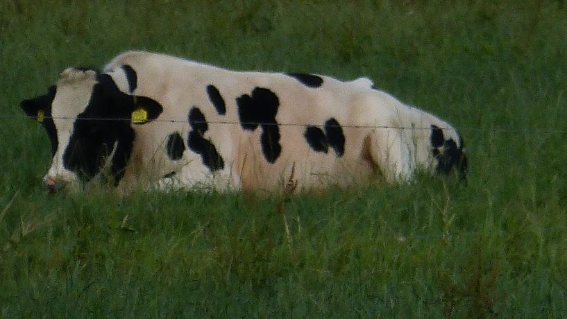 Koe die geniet van de avondzon. von Veluws