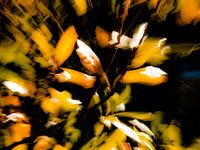 EVEIL DU PRINTEMPS # 45