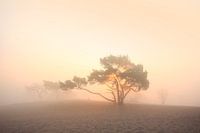 verträumter Sonnenuntergang