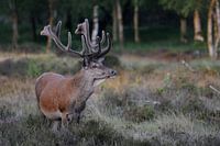 Deer in the moors