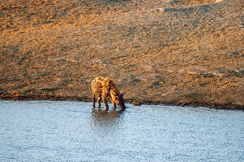 La hyène étanche la soif par Merijn Loch