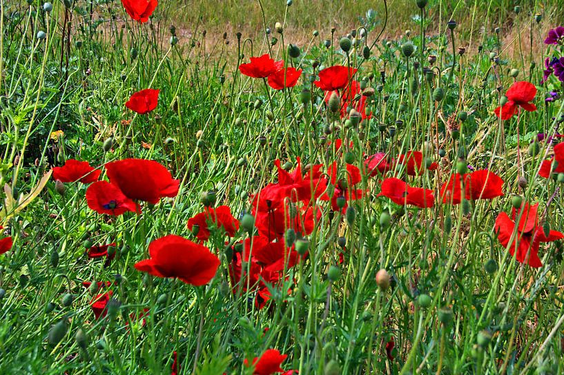 champ de coquelicots 7 par Edgar Schermaul