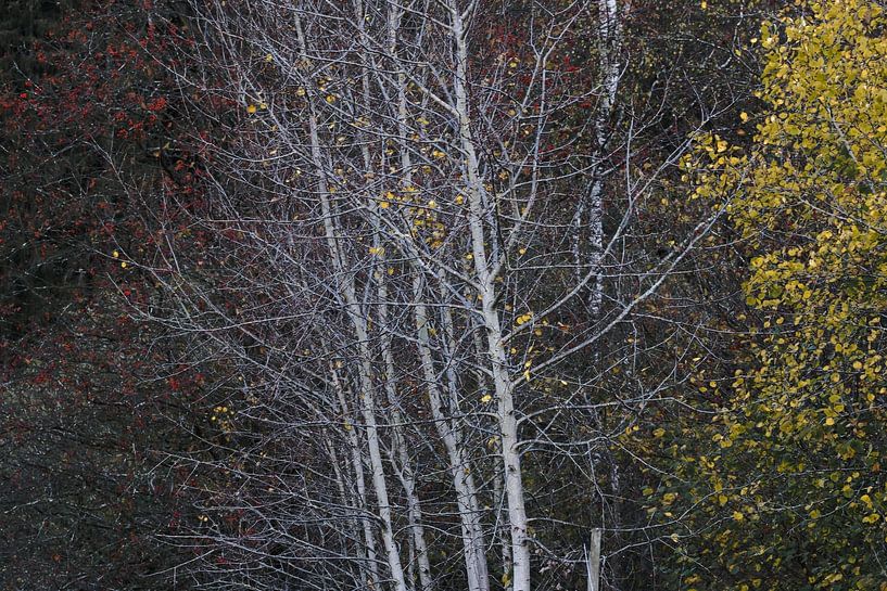 Herbst von Mario Creanza