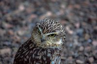 portrait d'une petite chouette