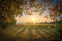 Bolgheri Weinberg Sonnenaufgang. Toskanische Herbstlandschaft, Italien