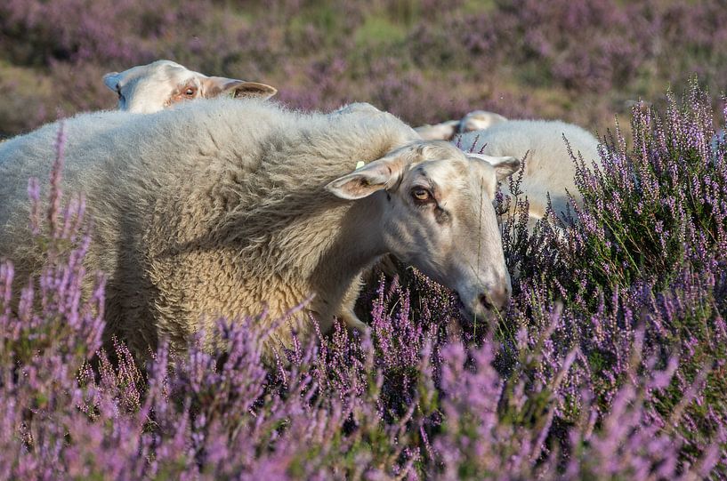 Moutons sur bruyère en fleur par Jasper Los