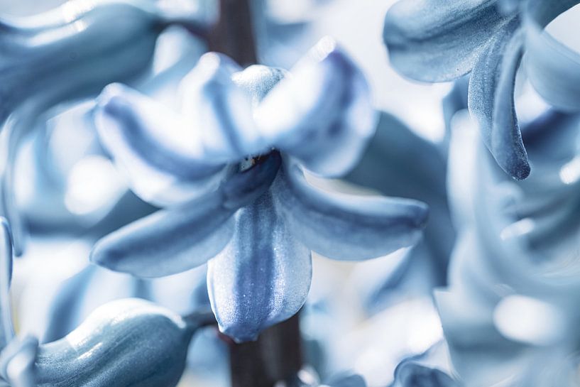 Gros plan sur la jacinthe en fleur par Fotografiecor .nl