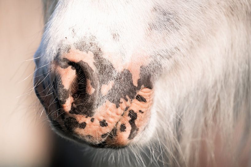 Shetlandpony von Jeroen Mikkers