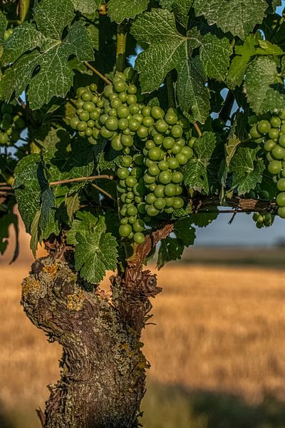 Weinrebe von Thomas Heitz