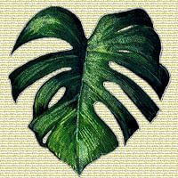 monstera im Text