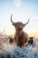 Mächtiger schottischer Highlander