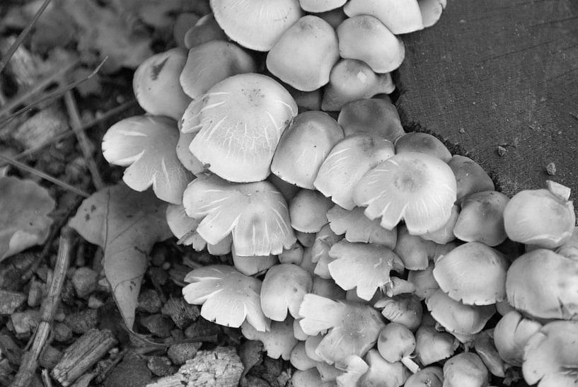 Paddestoel 2 by Esther's Photos