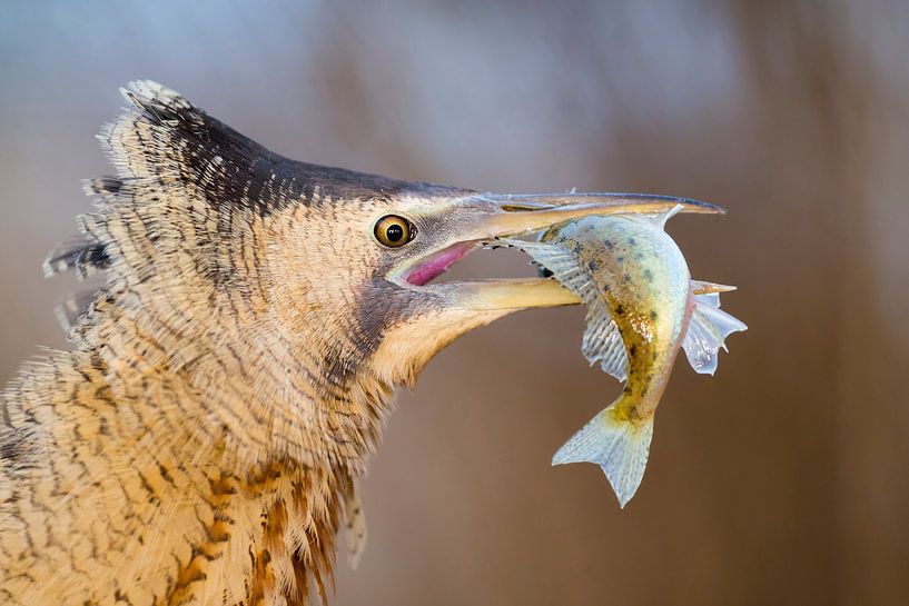 Portrait d'un butor par AGAMI Photo Agency