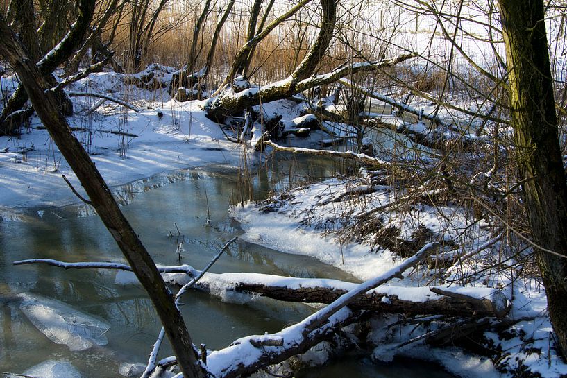 Winter in de Grienden von Martin Helmich