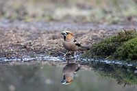 Apfelfink und Spiegelbild