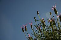 Schmetterling lavendel gegen einen wolkenlosen blauen Himmel
